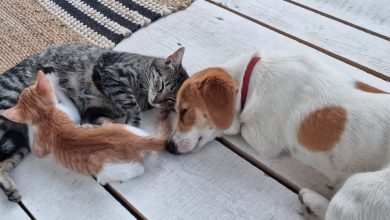 Purina Pet School: programul care formează o nouă generație de copii responsabili și iubitori de animale.
