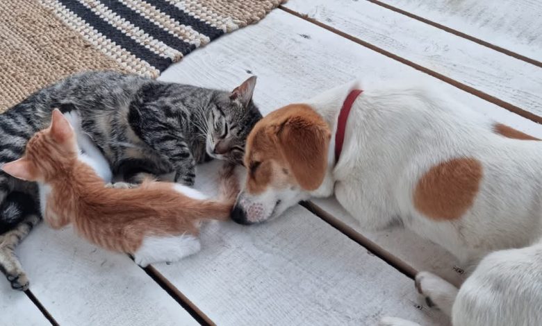 Purina Pet School: programul care formează o nouă generație de copii responsabili și iubitori de animale.