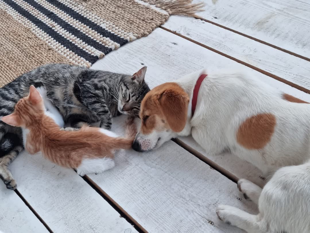 Purina Pet School: programul care formează o nouă generație de copii responsabili și iubitori de animale.