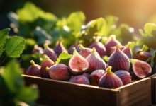Smochinele: curiozități, beneficii și valori nutriționale