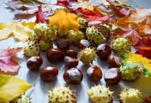 Nu arunca cojile de castane! 5 idei creative pentru a le refolosi alături de copii în această toamnă.